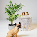 Bamboo Parlor Palm