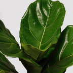 Tropical Treasure Fig