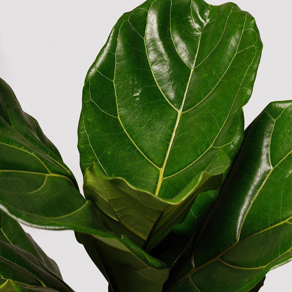 Tropical Treasure Fig