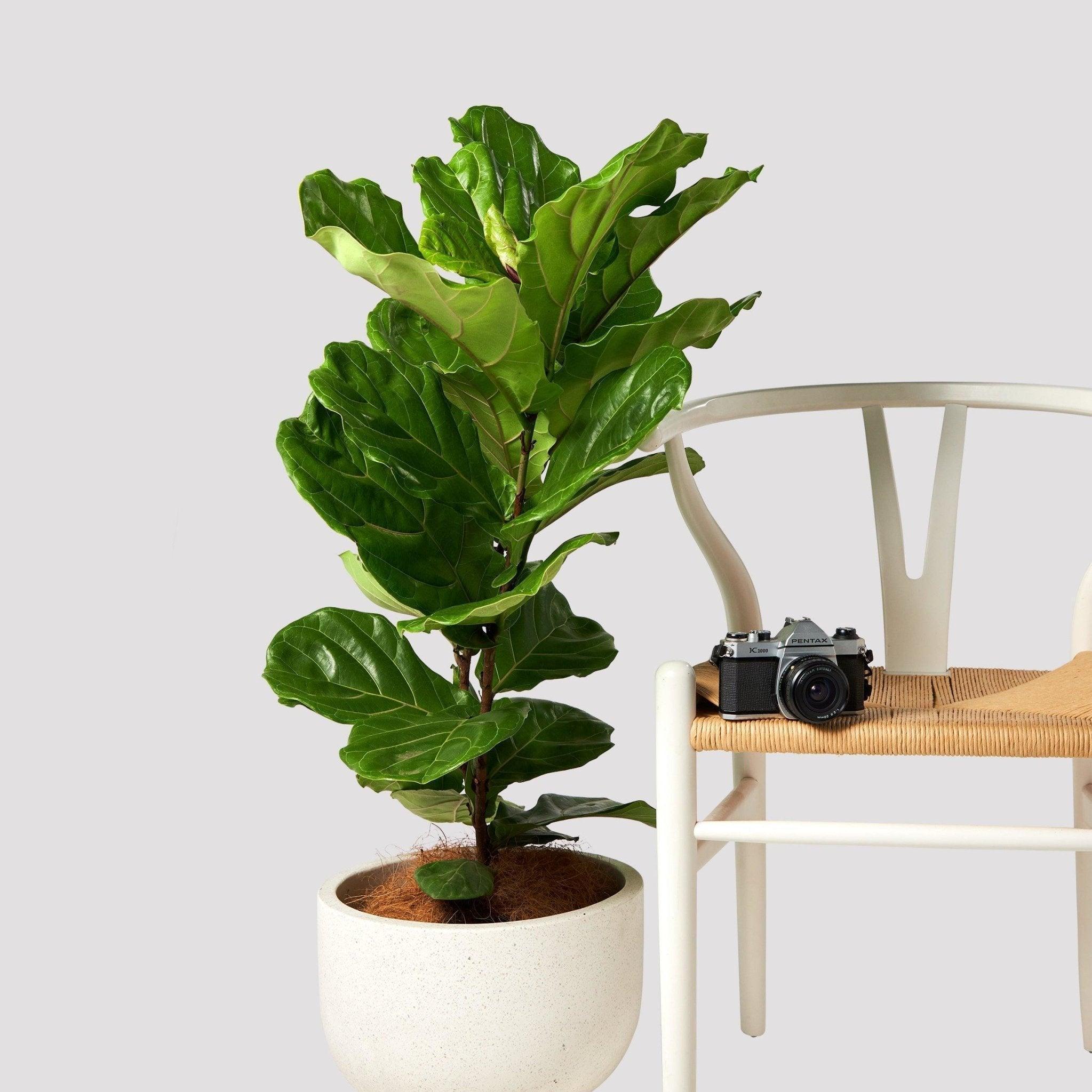 Tropical Treasure Fig