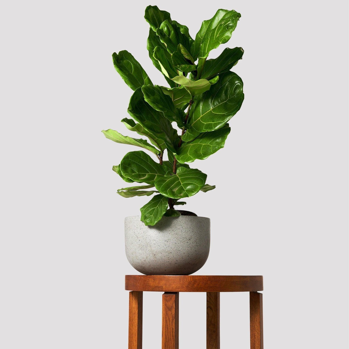 Tropical Treasure Fig