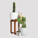 San Pedro Cactus