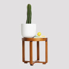 San Pedro Cactus